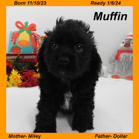 puppy, for, sale, Cocker Spaniel, Joe & Cherri  Overlease, dog, breeder, Miller, MO, dog-breeder, puppy-for-sale, forsale, nearby, find, puppyfind, locator, puppylocator, aca